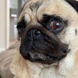 Meet your Posher, Daas